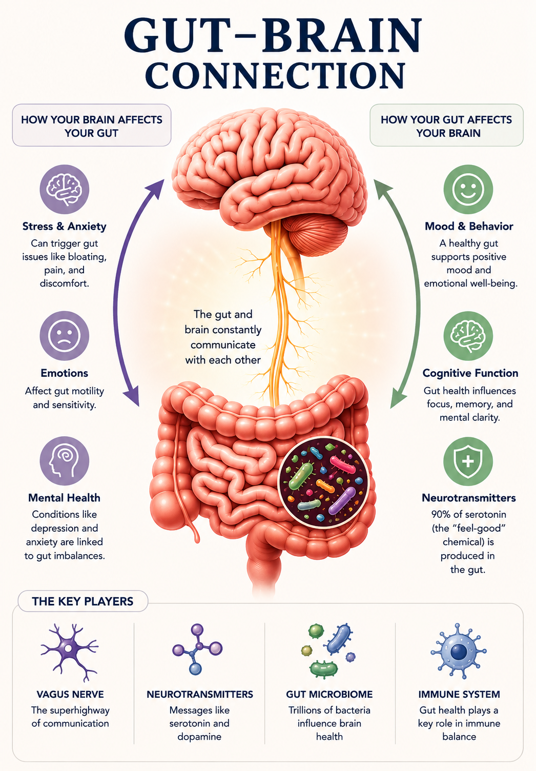 Gut-brain connection scientific illustration - microbiome and cognitive health